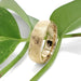 14k yellow gold textured wedding ring displayed with green leaves
