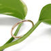 14kt rose gold wedding band displayed on a green leaf