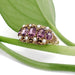 Antique 15kt yellow gold ring with purple fluorite and pearls, displayed on a green leaf