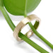 Brushed 14kt yellow gold wedding band displayed on green plant stems