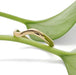 Curved 14kt yellow gold chevron ring resting on a green leaf
