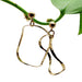 Vintage hammered 14kt yellow gold squiggle hoop earrings hanging from a green plant stem