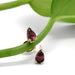 Pear cut pink tourmaline studs in 14kt yellow gold displayed on a green stem