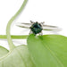 Teal sapphire and lab diamond white gold ring resting on a green leaf